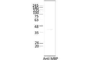 Western Blotting (WB) image for Ataxin 2 (ATXN2) (AA 1-1313) protein (Strep Tag) (ABIN3089810)