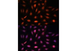 Immunofluorescence analysis of U-2 OS cells using PPIL4 antibody (ABIN7269212) at dilution of 1:100. (PPIL4 Antikörper  (AA 301-492))
