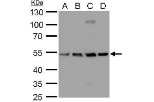WB Image beta Tubulin 2 antibody detects beta Tubulin 2 protein by western blot analysis. (TUBB2A Antikörper)