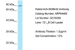 Western Blotting (WB) image for anti-Sema Domain, Immunoglobulin Domain (Ig), Short Basic Domain, Secreted, (Semaphorin) 3E (SEMA3E) (C-Term) antibody (ABIN2789847)
