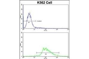 Flow cytometric analysis of K562 cells using LUC7L Antibody (C-term)(bottom histogram) compared to a negative control cell (top histogram)FITC-conjugated goat-anti-rabbit secondary antibodies were used for the analysis. (LUC7L Antikörper  (C-Term))