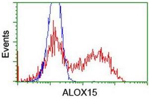 HEK293T cells transfected with either RC206621 overexpress plasmid (Red) or empty vector control plasmid (Blue) were immunostained by anti-ALOX15 antibody (ABIN2455497), and then analyzed by flow cytometry. (ALOX15 Antikörper)