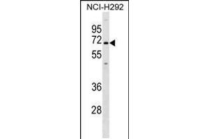 Western blot analysis in NCI-H292 cell line lysates (35ug/lane). (KCNN1 Antikörper  (C-Term))
