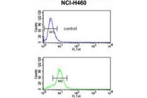 Flow cytometric analysis of NCI-H460 cells (bottom histogram) compared to a negative control cell (top histogram) using MUTYH Antibody , followed by FITC-conjugated goat-anti-rabbit secondary antibodies.