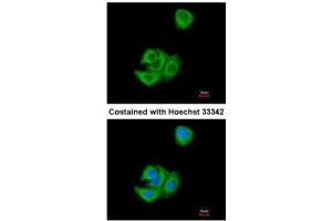 ICC/IF Image Immunofluorescence analysis of methanol-fixed A549, using AGR3, antibody at 1:200 dilution.