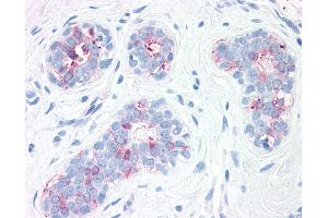 Anti-SYNGR2 / Synaptogyrin 2 antibody IHC of human, breast. (SYNGR2 Antikörper  (Internal Region))