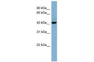 C1ORF102 antibody used at 1 ug/ml to detect target protein. (OSCP1 Antikörper  (N-Term))