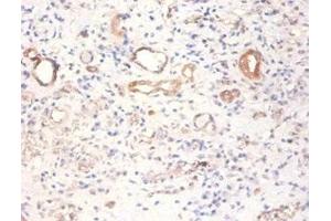 Immunohistochemistry of paraffin-embedded human kidney tissue using ABIN7166912 at dilution of 1:100 (PKM Antikörper  (AA 2-192))