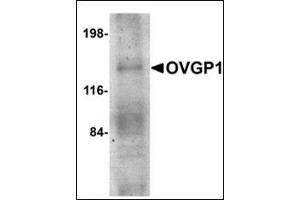 Western blot analysis of OVGP1 in human placenta tissue lysate with this product at 1 μg/ml. (OVGP1 Antikörper  (N-Term))