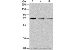 Western blot analysis of RAW264. (IL18RAP Antikörper)