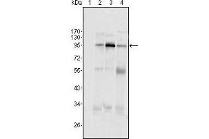 Western blot analysis using SND1/P100 mouse mAb against Hela (1), Jukat (2), HepG2 (3) SMMC-7721 (4) cell lysate. (SND1 Antikörper  (AA 361-485))