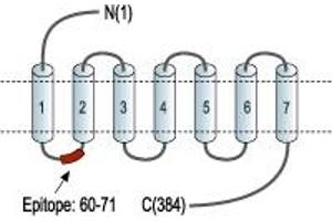 anti-Galanin Receptor 1 (GALR1) (1st Extracellular Loop), (AA 60-71) antibody
