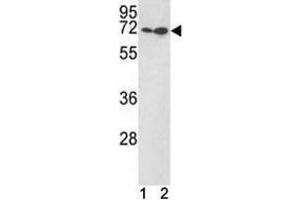 KLF4 antibody western blot with (1) Jurkat, (2) 293 lysate. (KLF4 Antikörper  (AA 69-101))