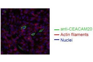 Spectral Confocal Microscopy of CHO cells using HT-12D8. (CEACAM20 Antikörper)