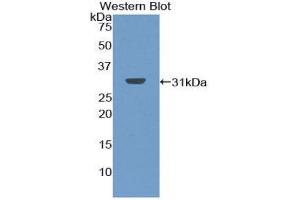 Western Blotting (WB) image for anti-Chymotrypsin C (Caldecrin) (CTRC) (AA 30-268) antibody (ABIN1858708) (Elastase 4 Antikörper  (AA 30-268))