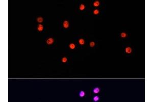 Immunofluorescence analysis of HT-29 cells using UBA1 Polyclonal Antibody at dilution of 1:100. (UBA1 Antikörper)