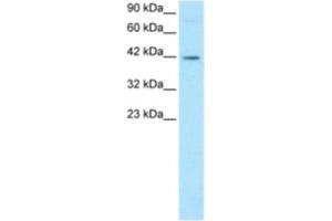 Western Blotting (WB) image for anti-FOS-Like Antigen 2 (FOSL2) antibody (ABIN2460201) (FOSL2 Antikörper)