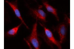 Immunofluorescence (IF) image for anti-Enoyl CoA Hydratase, Short Chain, 1, Mitochondrial (ECHS1) (AA 28-290) antibody (PE) (ABIN5567106)