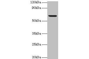 Western blot All lanes: Plbd2 antibody at 2 μg/mL + Mouse brain tissue Secondary Goat polyclonal to rabbit IgG at 1/15000 dilution Predicted band size: 67, 50 kDa Observed band size: 67 kDa (PLBD2 Antikörper  (AA 47-594))