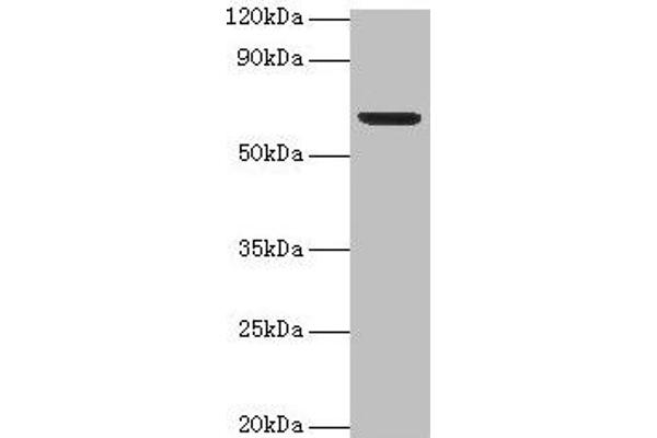 PLBD2 Antikörper  (AA 47-594)
