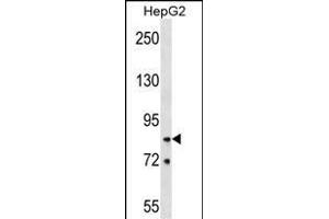 HNRNPR Antibody (N-term) (ABIN1539662 and ABIN2848878) western blot analysis in HepG2 cell line lysates (35 μg/lane). (HNRNPR Antikörper  (N-Term))