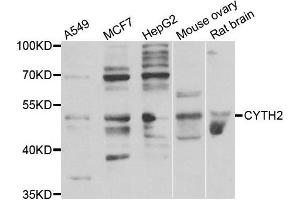 Western blot analysis of extracts of various cell lines, using CYTH2 antibody. (Cytohesin 2 Antikörper)