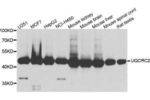 Western blot analysis of extract of various cells, using UQCRC2 antibody. (UQCRC2 Antikörper)