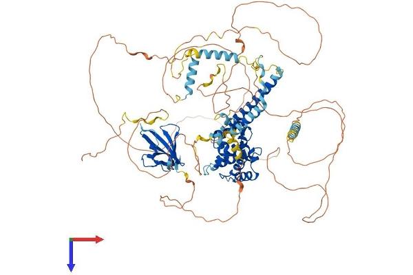 Axin Protein (AA 1-862) (His tag)