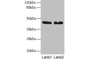 Western blot All lanes: NCK2 antibody at 8 μg/mL Lane 1: Mouse brain tissue Lane 2: Mouse kidney tissue Secondary Goat polyclonal to rabbit IgG at 1/10000 dilution Predicted band size: 43 kDa Observed band size: 43 kDa (NCK2 Antikörper  (AA 1-380))