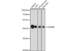 Western blot analysis of extracts of various cell lines, using FB antibody (ABIN7267122) at 1:1000 dilution. (FAM98B Antikörper  (AA 1-225))