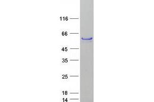 Validation with Western Blot
