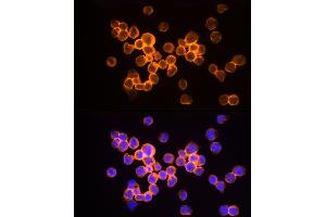 Immunofluorescence analysis of Jurkat cells using HINT1 Rabbit mAb (ABIN7267663) at dilution of 1:50 (40x lens). (HINT1 Antikörper)