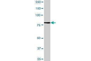 LRFN1 MaxPab polyclonal antibody. (LRFN1 Antikörper  (AA 1-771))