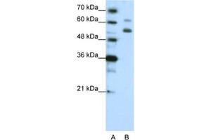 Western Blotting (WB) image for anti-WD Repeat Domain 4 (WDR4) antibody (ABIN2462387) (WDR4 Antikörper)