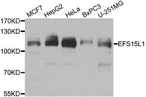 Western blot analysis of extracts of various cell lines, using EPS15L1 antibody. (EPS15L1 Antikörper  (AA 475-754))