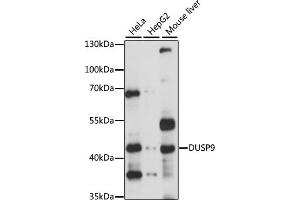 Western blot analysis of extracts of various cell lines, using DUSP9 antibody (ABIN6127795, ABIN6139880 and ABIN7101580) at 1:1000 dilution. (DUSP9 Antikörper)