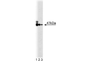 Western blot analysis of p47[phox] on EB-1 lysate. (NCF1 Antikörper  (AA 18-197))