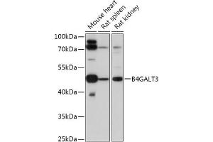Western blot analysis of extracts of various cell lines, using B4G antibody (ABIN7271199) at 1:1000 dilution. (B4GALT3 Antikörper  (AA 40-150))