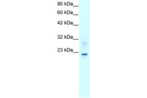 Western Blotting (WB) image for anti-Claudin 9 (CLDN9) antibody (ABIN2460768) (Claudin 9 Antikörper)