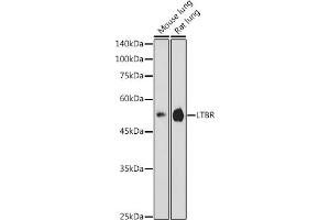 Western blot analysis of extracts of various cell lines, using LTBR antibody (ABIN6129412, ABIN6143379, ABIN6143381 and ABIN6220987) at 1:1000 dilution. (LTBR Antikörper  (AA 31-227))