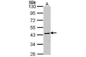 WB Image Sample (30 ug of whole cell lysate) A: Molt-4 , 10% SDS PAGE antibody diluted at 1:1000 (Cnpase Antikörper)