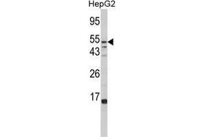Western blot analysis of FUCA1 Antibody (Center) in HepG2 cell line lysates (35 µg/lane). (FUCA1 Antikörper  (Middle Region))