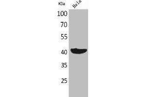 Western Blot analysis of HeLa cells using Cyclophilin D Polyclonal Antibody (PPID Antikörper  (C-Term))