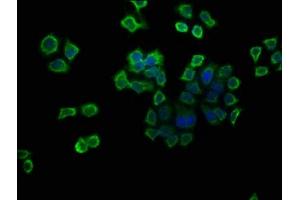 Immunofluorescence (IF) image for anti-ATPase, H+ Transporting, Lysosomal 13kDa, V1 Subunit G1 (ATP6V1G1) (AA 2-118) antibody (ABIN7175262)