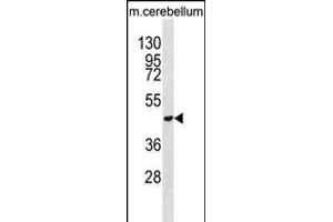 DDX47 Antibody (C-term) (ABIN652169 and ABIN2840575) western blot analysis in mouse cerebellum tissue lysates (35 μg/lane). (DDX47 Antikörper  (C-Term))