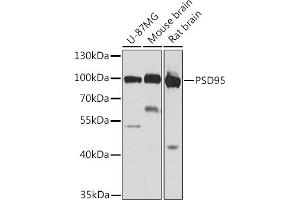 Western blot analysis of extracts of various cell lines, using PSD95 antibody (ABIN6134333, ABIN6139649, ABIN6139651 and ABIN6223874) at 1:1000 dilution. (DLG4 Antikörper)