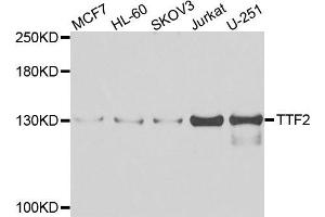 Western blot analysis of extracts of various cell lines, using TTF2 antibody (ABIN5975177) at 1/1000 dilution. (TTF2 Antikörper)