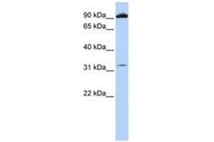 Image no. 1 for anti-Glutamate Receptor, Metabotropic 6 (GRM6) (AA 36-85) antibody (ABIN6741410) (Metabotropic Glutamate Receptor 6 Antikörper  (AA 36-85))