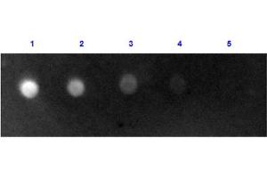 Dot Blot results of Rabbit Anti-Sheep IgG Antibody Fluorescein Conjugate. (Kaninchen anti-Schaf IgG (Heavy & Light Chain) Antikörper (FITC) - Preadsorbed)