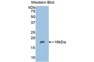 Western Blotting (WB) image for anti-Nephronectin (NPNT) (AA 418-565) antibody (ABIN1176635) (Nephronectin Antikörper  (AA 418-565))